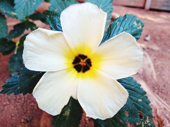 Close-up of white flower