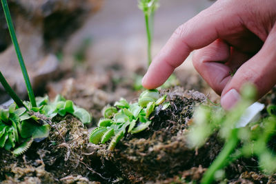 Cropped hand touching plants