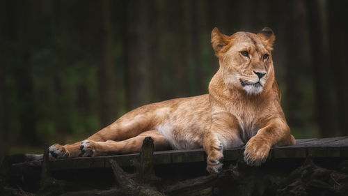 Portrait of lion relaxing outdoors