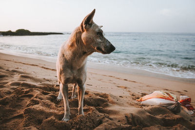 Horse on beach against the sea