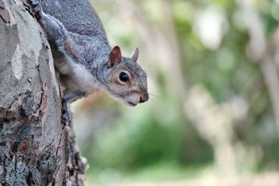 Close-up of squirrel on tree trunk