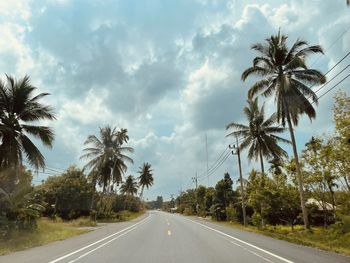 palm tree