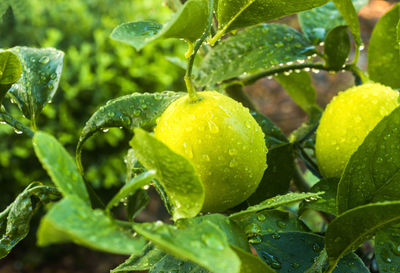 Close-up of fruit growing on tree