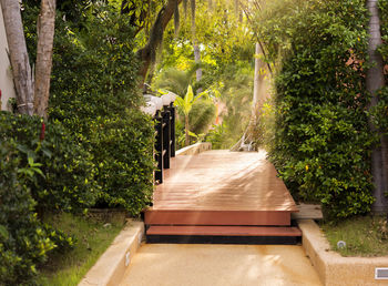 Road amidst trees in yard