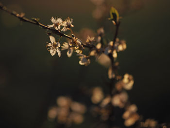 Close-up of cherry blossoms in spring