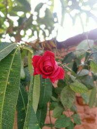 Close-up of rose plant