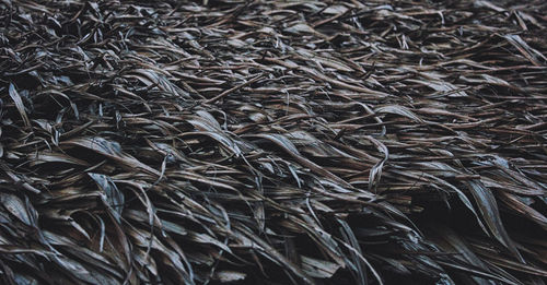 Full frame shot of dry plants