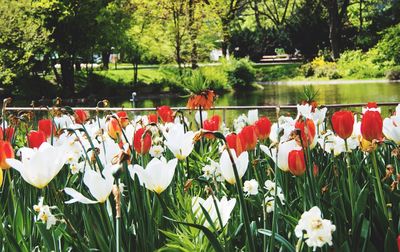 Close-up of flowers blooming in park