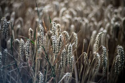 Close-up of grass