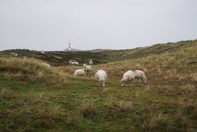 Sheep grazing in a field