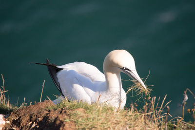 Close-up of bird