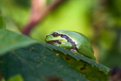 Close-up of a lizard on leaf