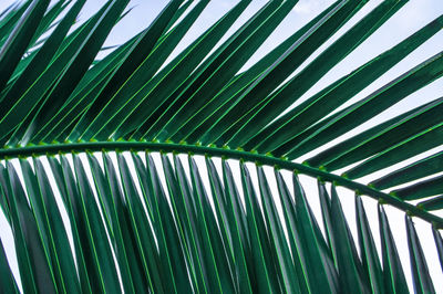 Palm leaf. summer natural background. poster design. plant pattern