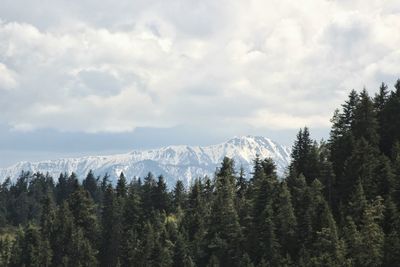 Scenic view of pine trees against sky