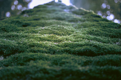 Close-up of moss growing on field