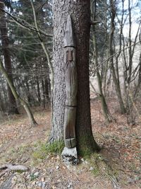 Trees growing in forest