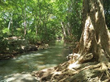 Scenic view of river flowing in forest