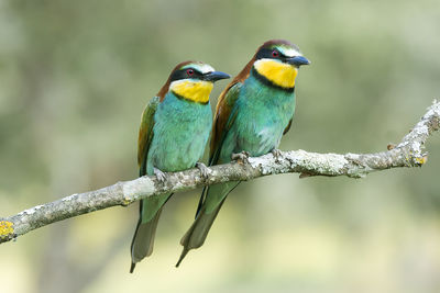 Close-up of birds perching on branch