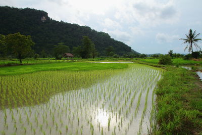 Scenic view of rice field against sky