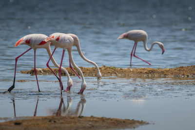 Flamingos foraging in lake