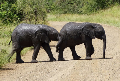 Full length of elephant on field