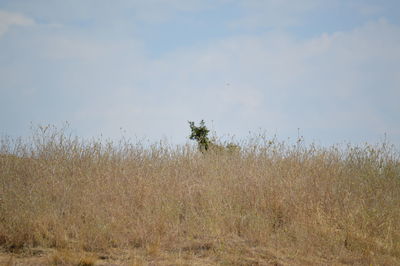 Plants on field against sky