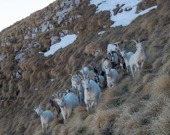 Flock of sheep in a field