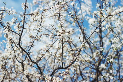 Low angle view of flowers