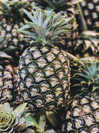 Close-up of fruit growing on plant