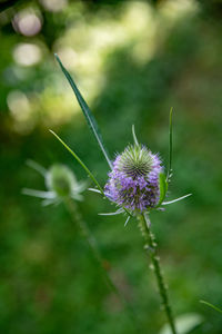 Close-up of purple flowering plant on field