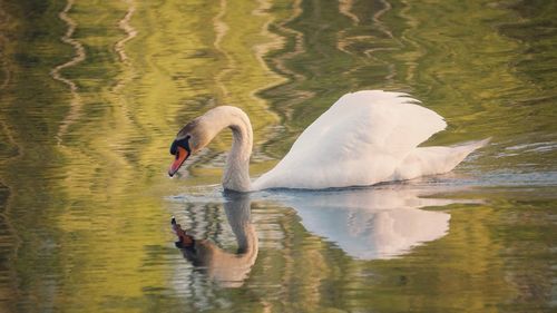 View of swans swimming in lake