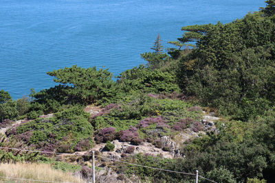 High angle view of trees by sea against sky