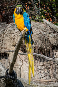 View of a bird perching on tree