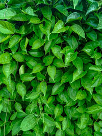 Full frame shot of fresh green leaves