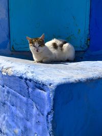 Portrait of cat sitting on wall