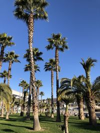 Palm trees against clear sky