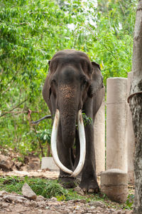 Close-up of elephant in forest