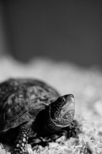 Box turtle