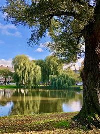 Trees by lake against sky