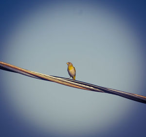 Low angle view of bird perching on cable against clear sky