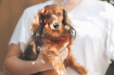 Close-up portrait of dog