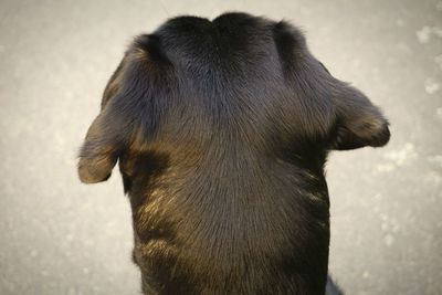 Close-up of a dog