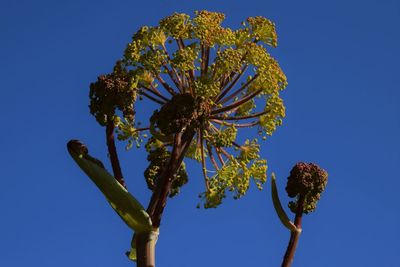 Low angle view of flowering plant against clear blue sky