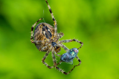 Close-up of spider on web