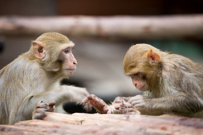 Monkeys sitting in a farm