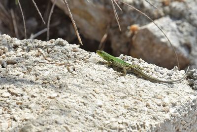 Close-up of lizard