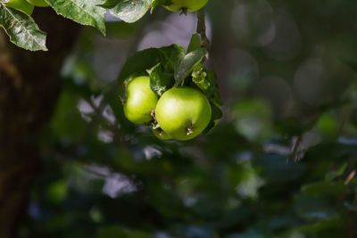 Low angle view of fruits on tree