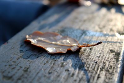 High angle view of leaf on table
