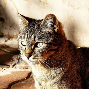 Close-up portrait of a cat