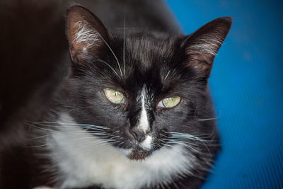 Close-up portrait of cat